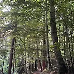 Avec Entree Independante Sur Un Domaine De 9ha Avec Vue