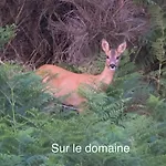 Avec Entree Independante Sur Un Domaine De 9ha Avec Vue アパート Vollore-Ville