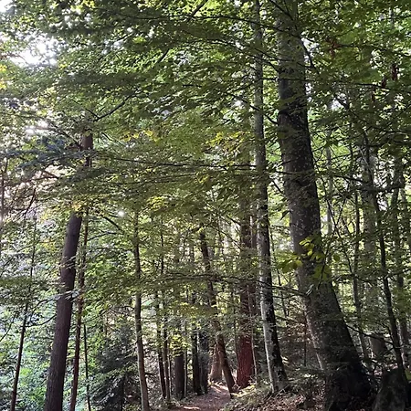 Avec Entree Independante Sur Un Domaine De 9ha Avec Vue