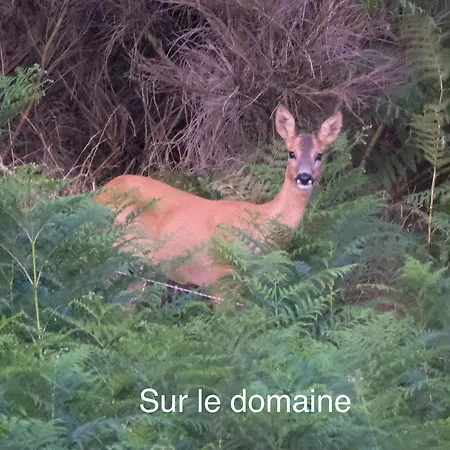 Avec Entree Independante Sur Un Domaine De 9ha Avec Vue Apartament Vollore-Ville