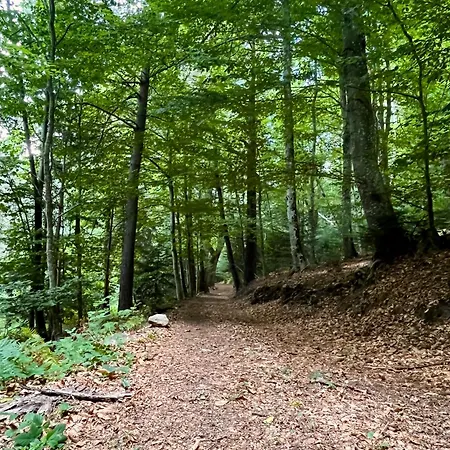 Apartament Avec Entree Independante Sur Un Domaine De 9ha Avec Vue Vollore-Ville