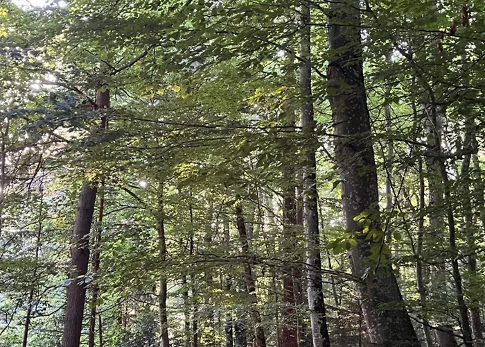 Avec Entree Independante Sur Un Domaine De 9ha Avec Vue