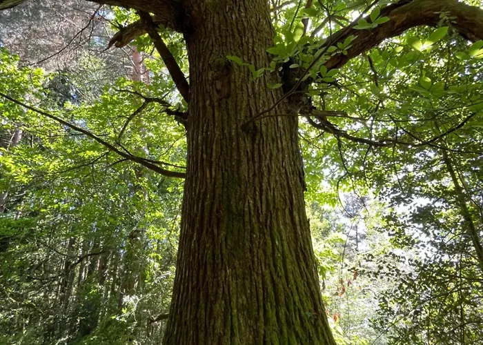 Avec Entree Independante Sur Un Domaine De 9ha Avec Vue Vollore-Ville